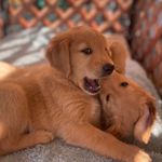 Katy Gilbert - @large_oak_goldens - Instagram