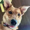 Katy Gray | The Dog 🐾 - @katygray_ - TikTok