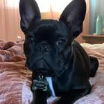 Katie Schonfeldt-Herndon - @kodabearfrenchton - Instagram