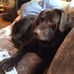Kathy Hester - Facebook