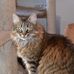 Kathy Hester - Facebook