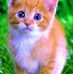 Katy Katz - Facebook