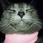 Cupcake the Cat (Katy Koon) - @cupcakesaysmeow - Instagram