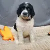 Kathy Kunkel-Pollard - @poodlepollard - TikTok