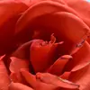 Katy Lacy - @katy.lacy10 - TikTok