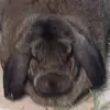 katylaffertyhetri - @katylaffertyhetri - TikTok