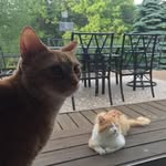 Kate Levine - @harriet.thecat - Instagram