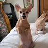 Katy Lynch - @eggsthechino - TikTok