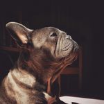 Katy McLaughlin CBCC-KA - @theclevercanineri - Instagram