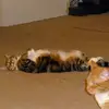 Kate McPhail - @kate.mcphail - TikTok