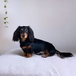 Katy Michelle Arnold - @bueno_theminidachshund - Instagram