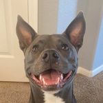 Katy Marie Morin - @katy.the.pitsky - Instagram