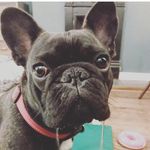 Katy Madds OConnell - @dixie_aprilsurprise_frenchie - Instagram