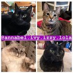 Katy O'Hara - @annabel.ivy.izzy.lola - Instagram