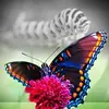 Kathy Pace - @kathy.pace23 - TikTok