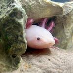 Katy Page - @axeytheaxolotl - Instagram