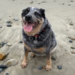 Katy Pearson - @katy.the.ca.heeler - Instagram