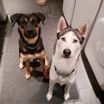 Katy Pearson - @pawsandrelaxdoggydaycare - Instagram