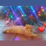 Kathy Pedersen - @kathy.pedersen.735 - Instagram