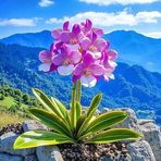 Katy Pham - Facebook