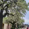 Katy pham - @katy.pham25 - TikTok