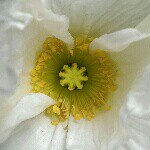 Kathy Pollard - @violets.table - Instagram