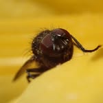 Kate Tew - @stunninginsects - Instagram