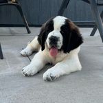 Katy Woods - @arihzans.kennels - Instagram