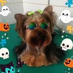 Katy 🐾 - @katy_yorkshire - Instagram
