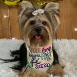 Katy - @katy___yorkshireterrier - Instagram