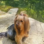 katy - @katy_yorky - Instagram