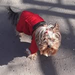 Кэти - @katy_yorkshirski_dog - Instagram