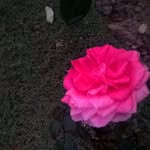 Kausar Mohammed - @mohammedkauser4 - Instagram