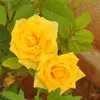 Kaveri reddy - @user62176359 - TikTok