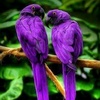 kayabell - @kaya..13 - TikTok
