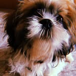 Kay Baxter - @i_amkaythedog - Instagram