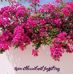 Kay Beale - Facebook