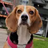 Beasley Kay - @beasley_kay_the_beagle - TikTok