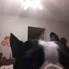 tedbobo80 - @kaylabobo31 - TikTok