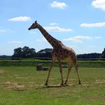 Kay Meurig-Bowden - @ibdgiraffe - Instagram