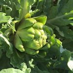 Kay Carroll - @litchfieldhillsfarmfreshmarket - Instagram