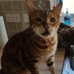 Kay Carroll - @mosaicmad - Instagram