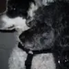 KayCharles_naeISI - @kaycharles_naeisi - TikTok