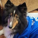 Kathleen Bidgood-Corcoran - @kaycorcoran_sheltiemom - Instagram