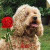 Kaye Costello - @wallywallrus60 - TikTok