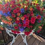 Kay Crabtree - @polarbearkares - Instagram