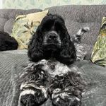 Kay Crisp - @kaycocker56 - Instagram