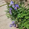 Kay Daly - @kay.daly - TikTok