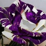 Kay Dennis - @kaydennis1963 - Instagram