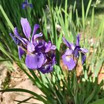 Kay Dobbs - @kaydobbs - Instagram